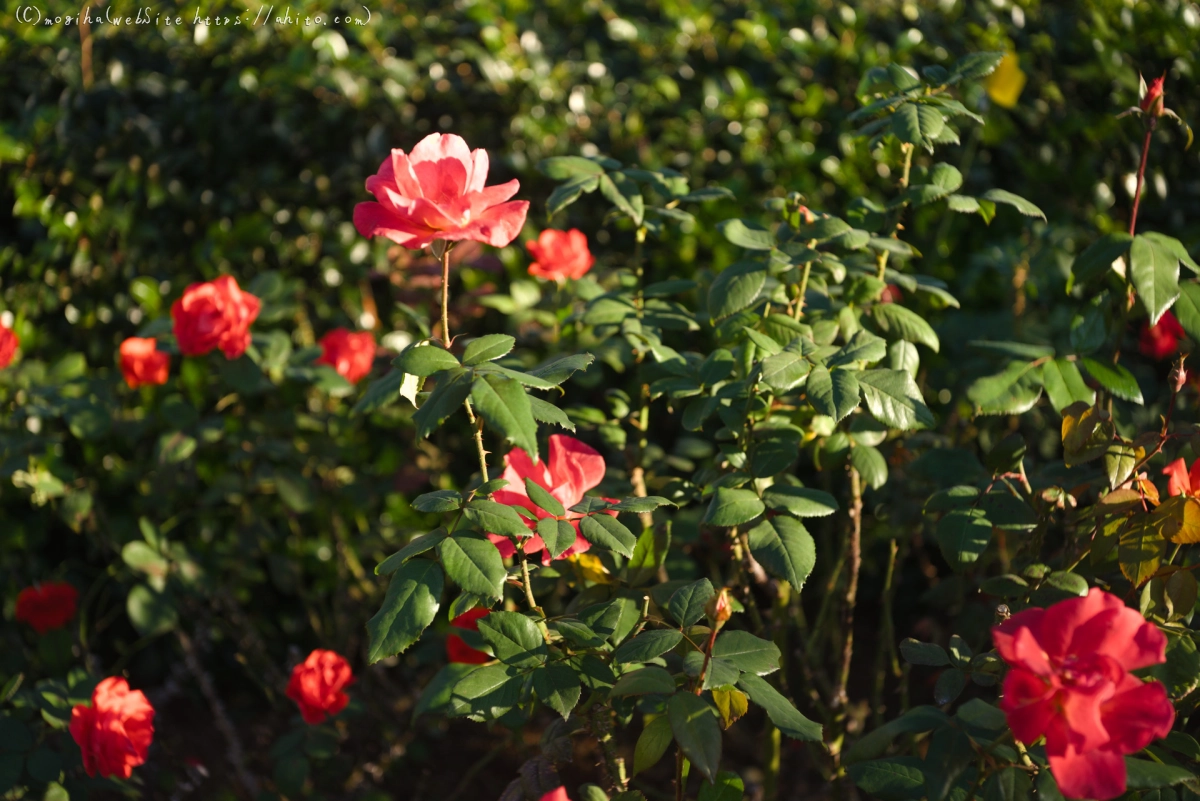 朝の薔薇、芝浦中央公園 - 07