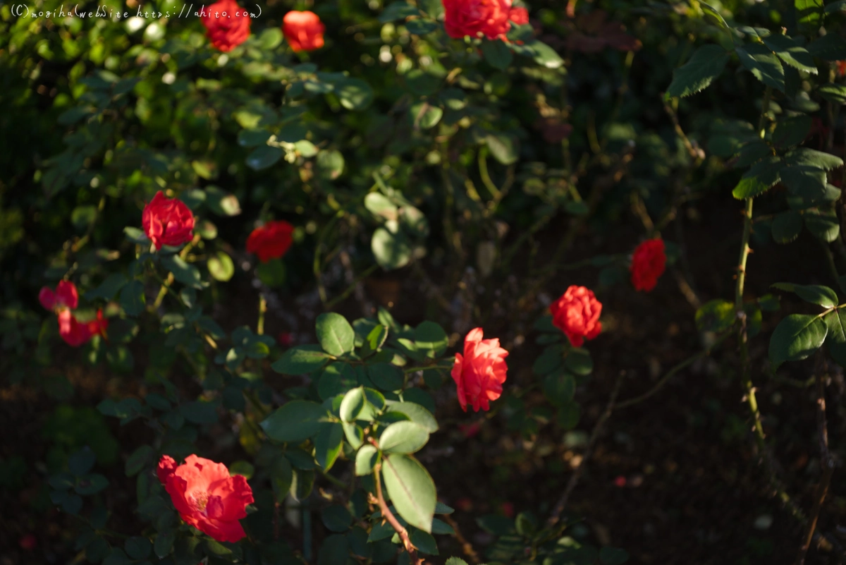 朝の薔薇、芝浦中央公園 - 08