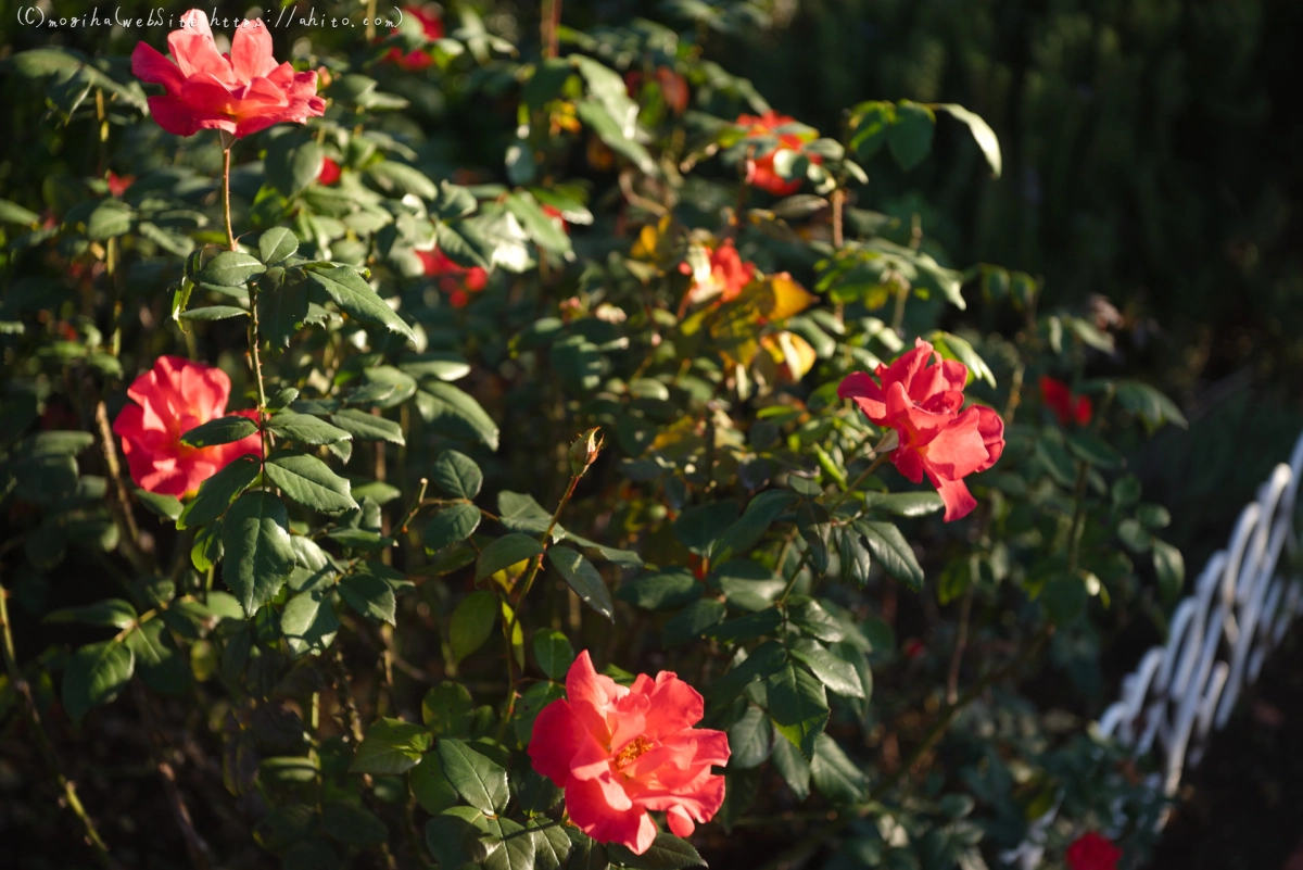 朝の薔薇、芝浦中央公園 - 09