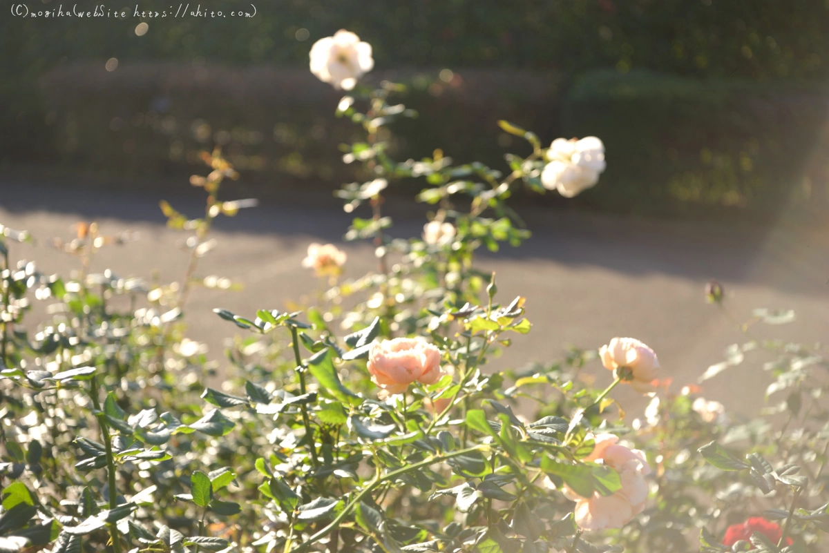 朝の薔薇、芝浦中央公園 - 10