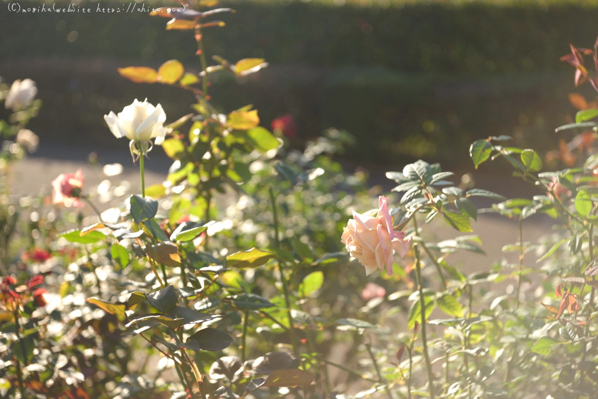 朝の薔薇、芝浦中央公園 - 11