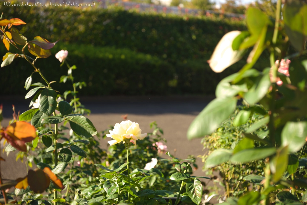 朝の薔薇、芝浦中央公園 - 12