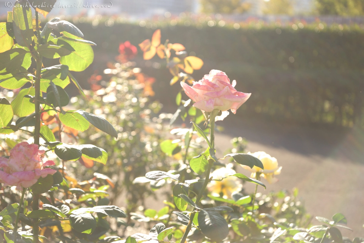 朝の薔薇、芝浦中央公園 - 13