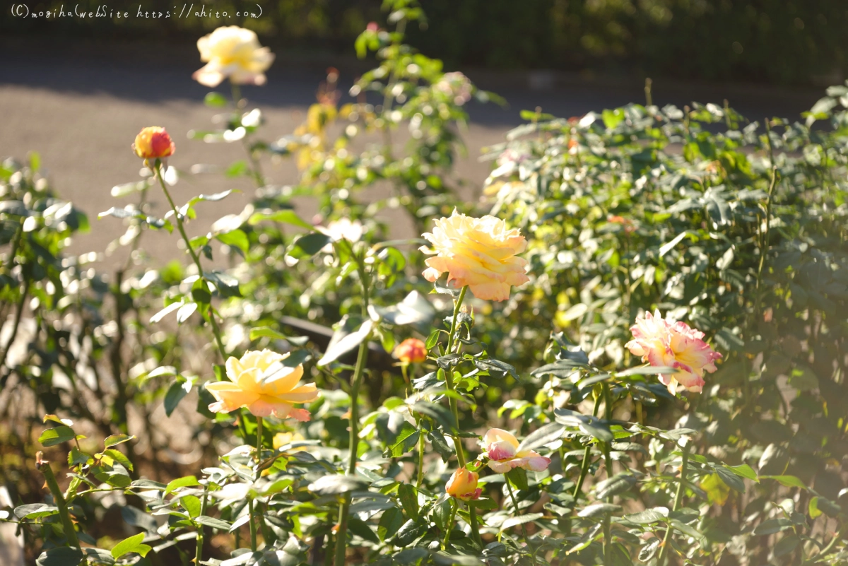 朝の薔薇、芝浦中央公園 - 14