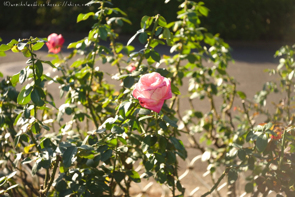 朝の薔薇、芝浦中央公園 - 15