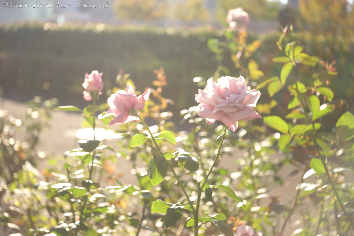 朝の薔薇、芝浦中央公園 - 16