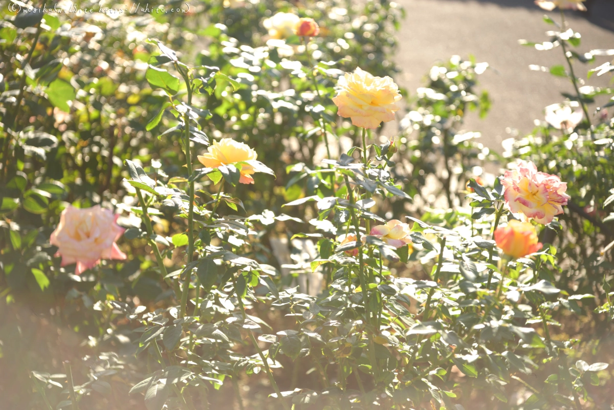 朝の薔薇、芝浦中央公園 - 17