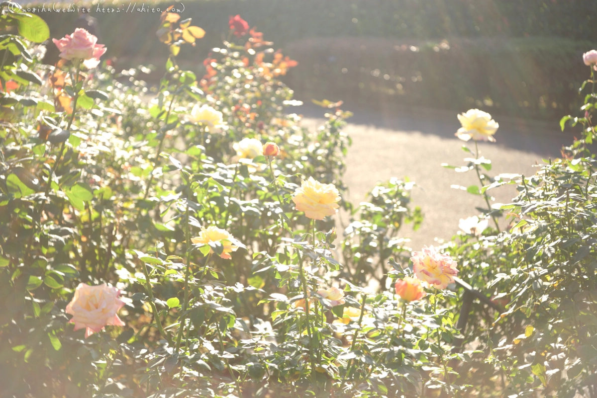 朝の薔薇、芝浦中央公園 - 18