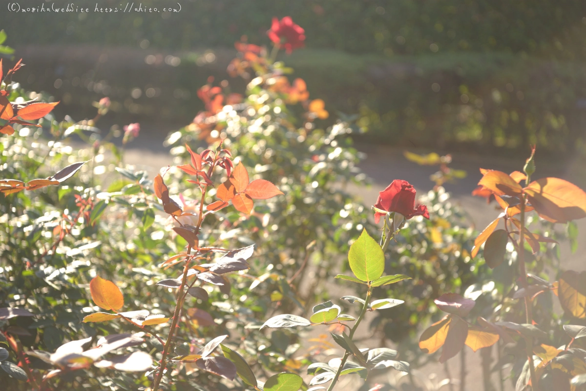 朝の薔薇、芝浦中央公園 - 19