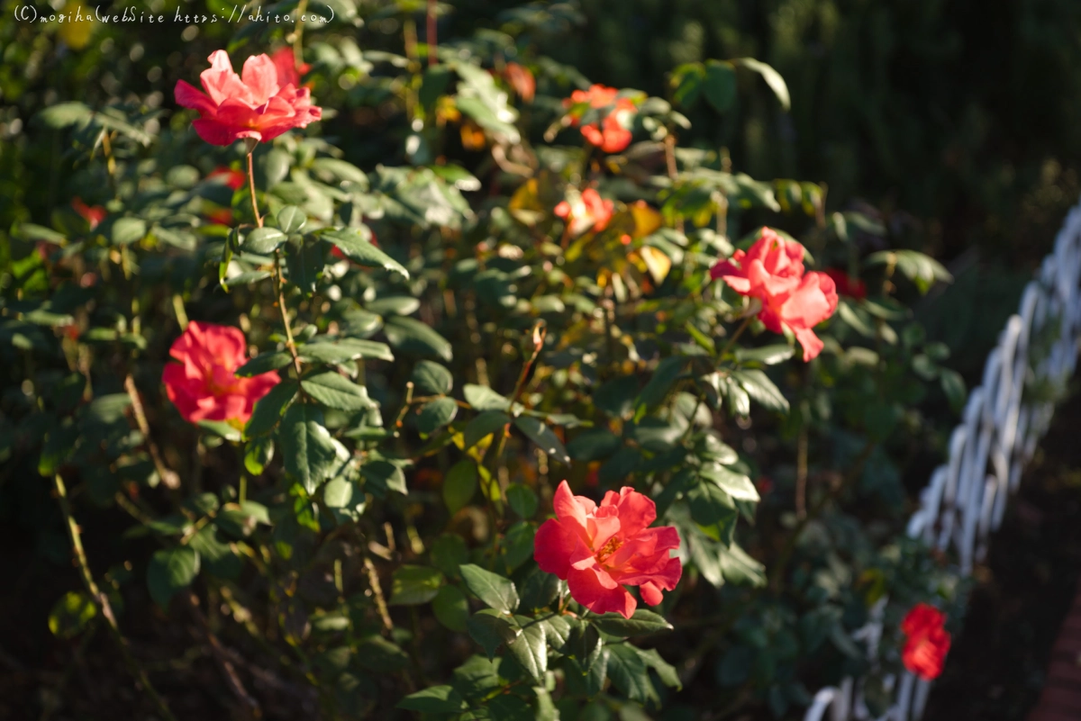 朝の薔薇、芝浦中央公園 - 20