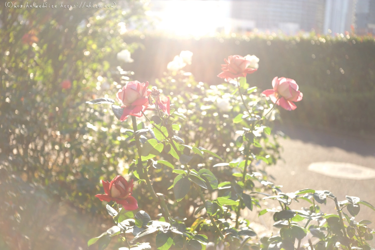 朝の薔薇、芝浦中央公園 - 21