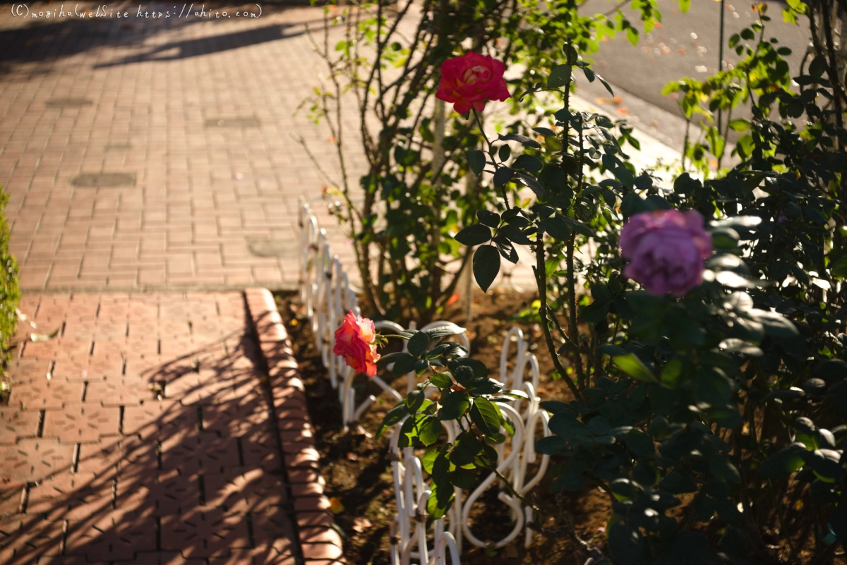 朝の薔薇、芝浦中央公園 - 22