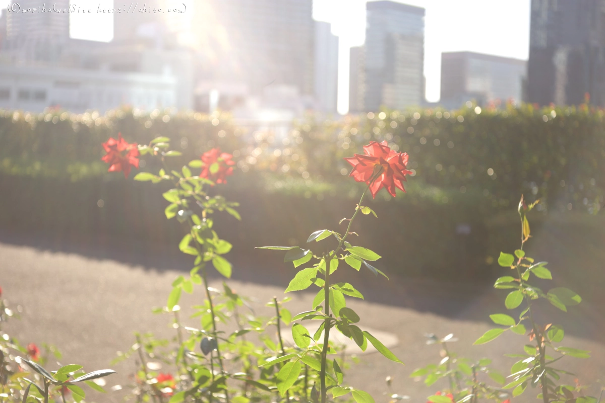 朝の薔薇、芝浦中央公園 - 23