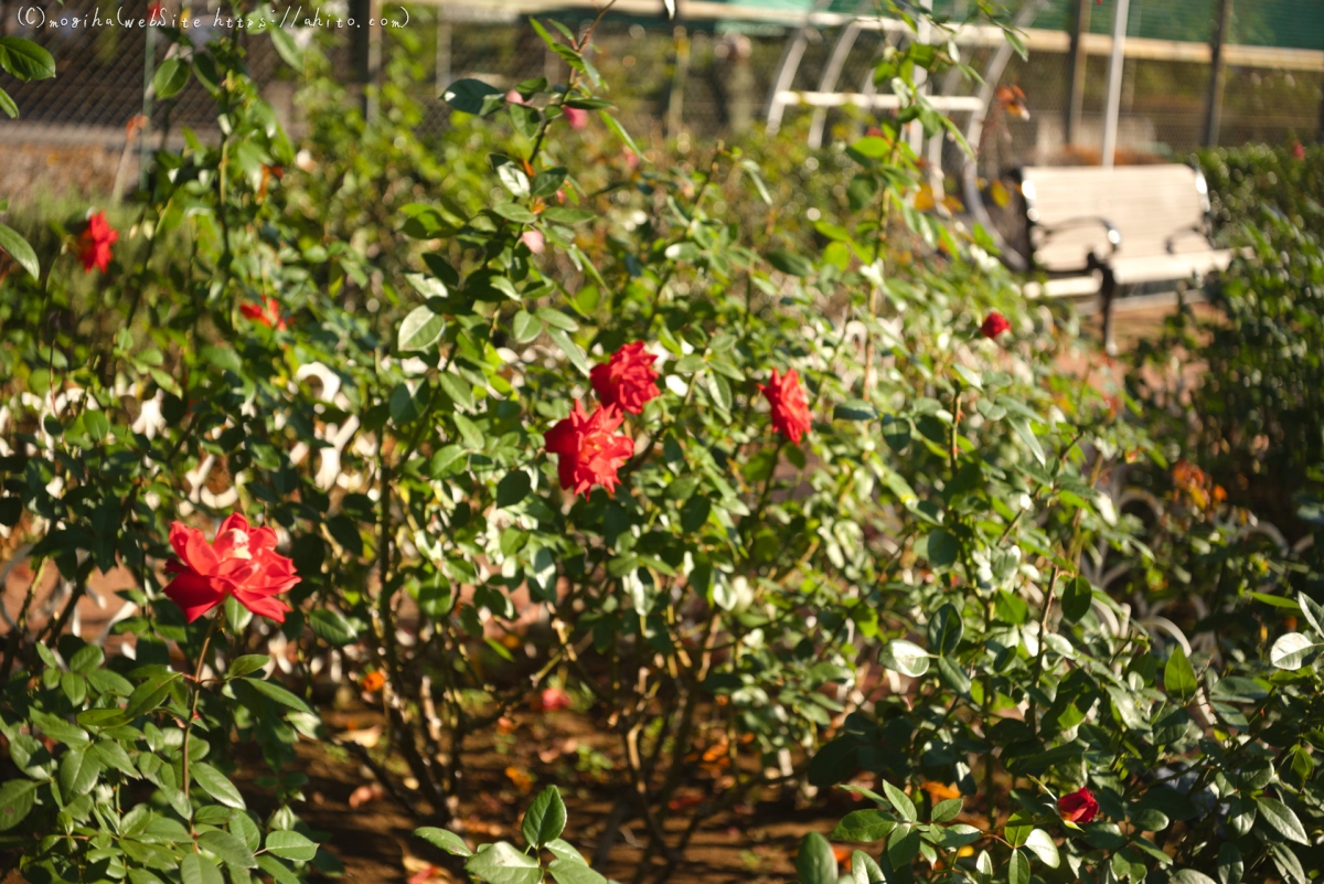 朝の薔薇、芝浦中央公園 - 24