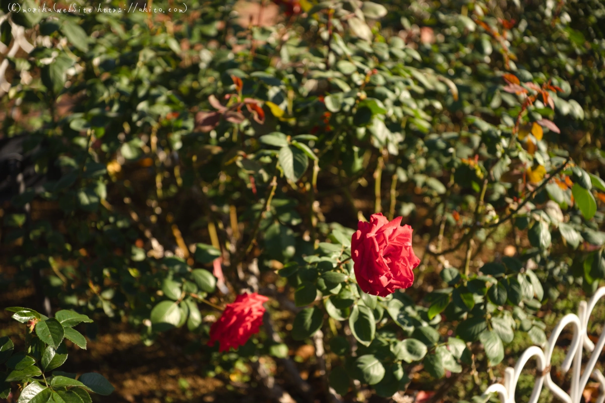 朝の薔薇、芝浦中央公園 - 25