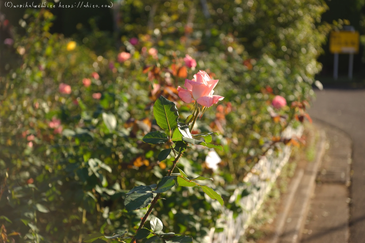 朝の薔薇、芝浦中央公園 - 26