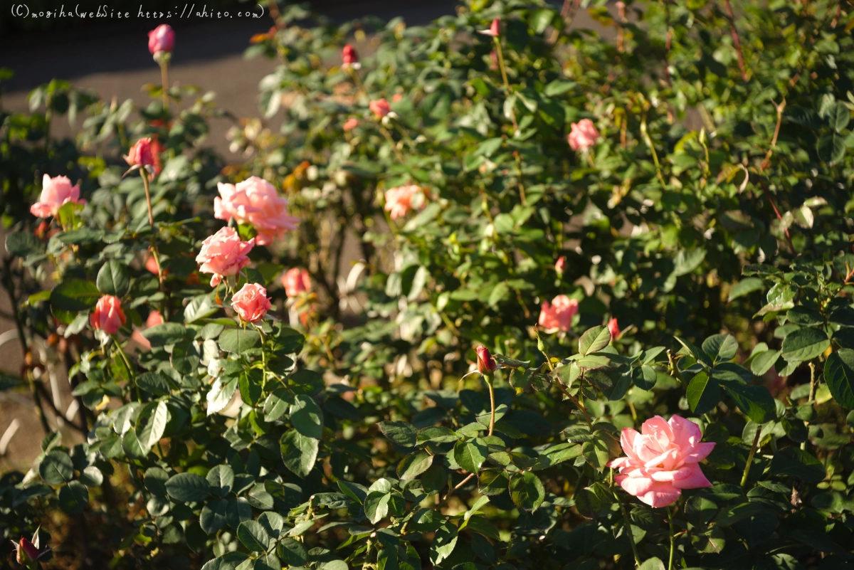 朝の薔薇、芝浦中央公園 - 27