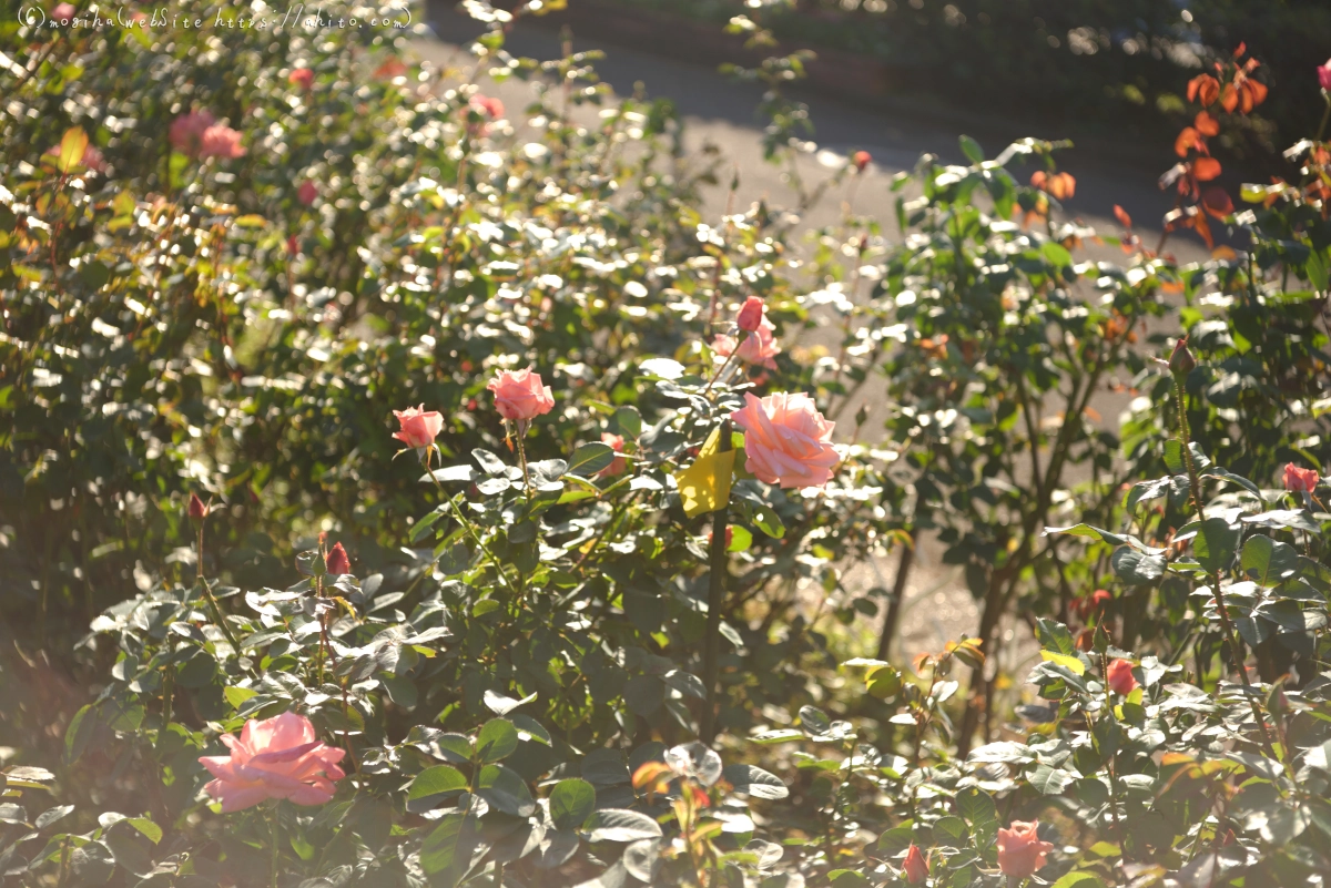 朝の薔薇、芝浦中央公園 - 28