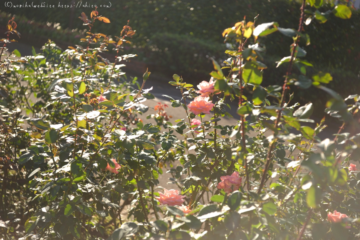 朝の薔薇、芝浦中央公園 - 29