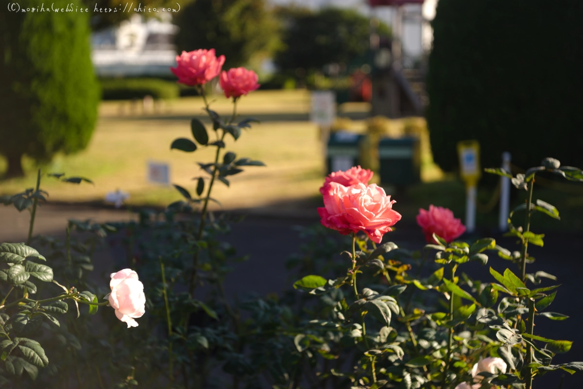 朝の薔薇、芝浦中央公園 - 30