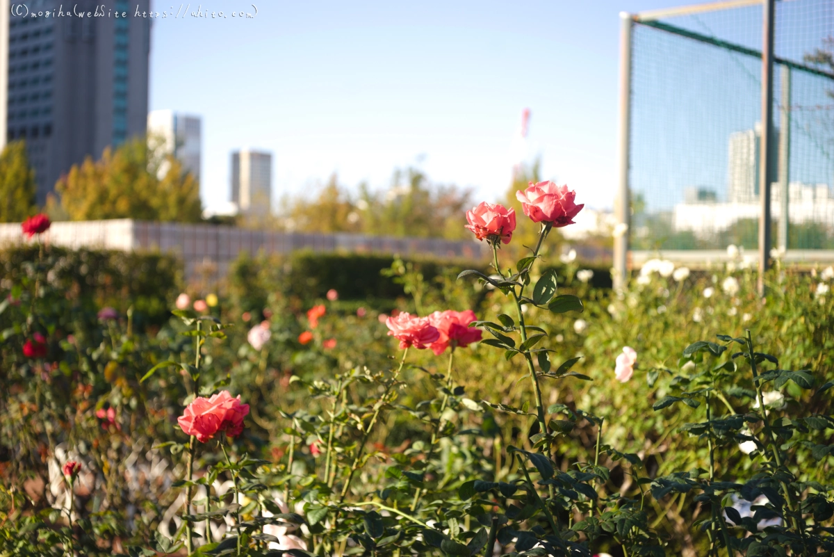 朝の薔薇、芝浦中央公園 - 31