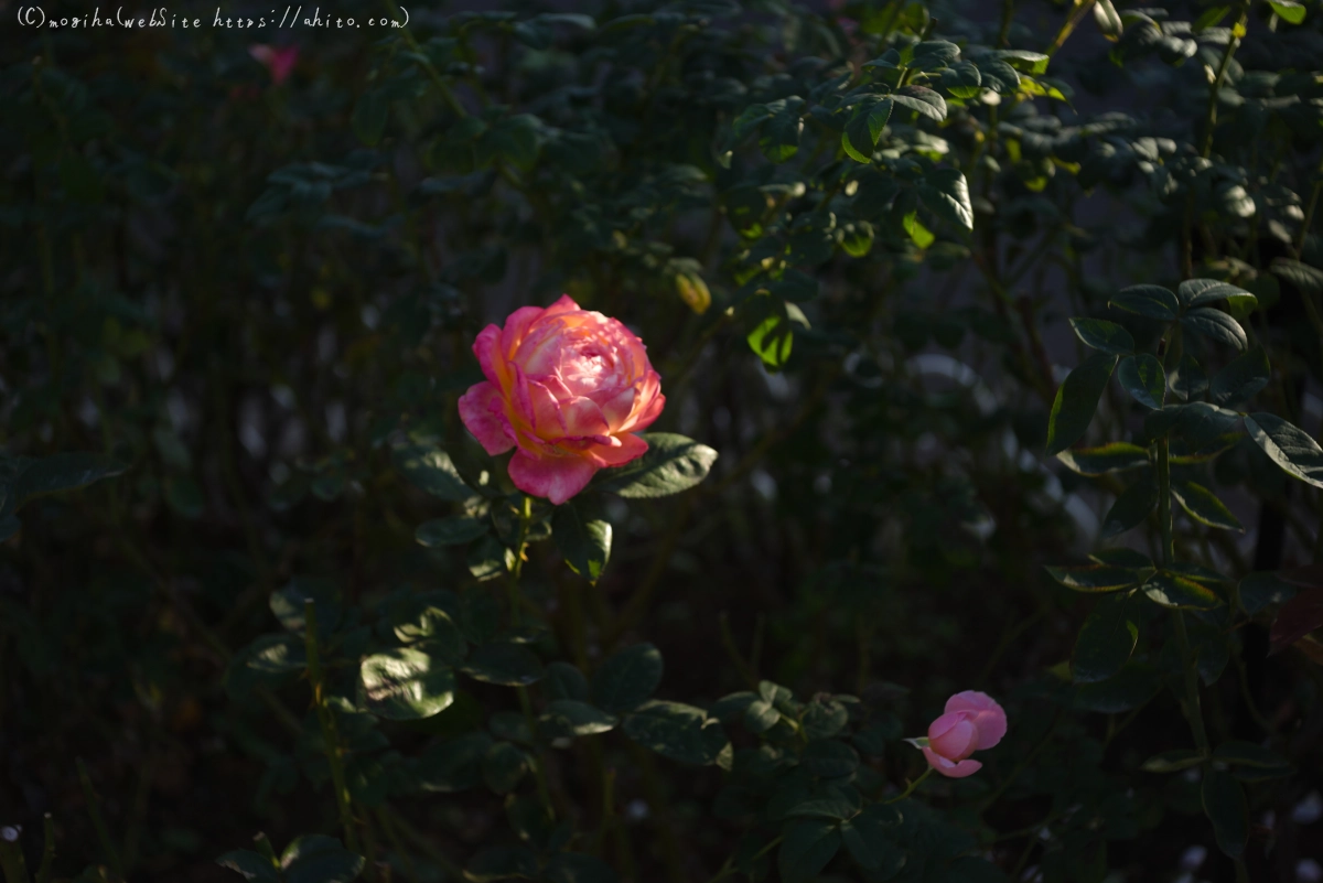 朝の薔薇、芝浦中央公園 - 32