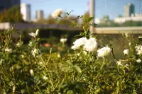 朝の薔薇、芝浦中央公園