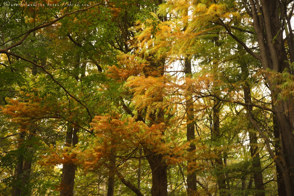 紅葉の森 - 05