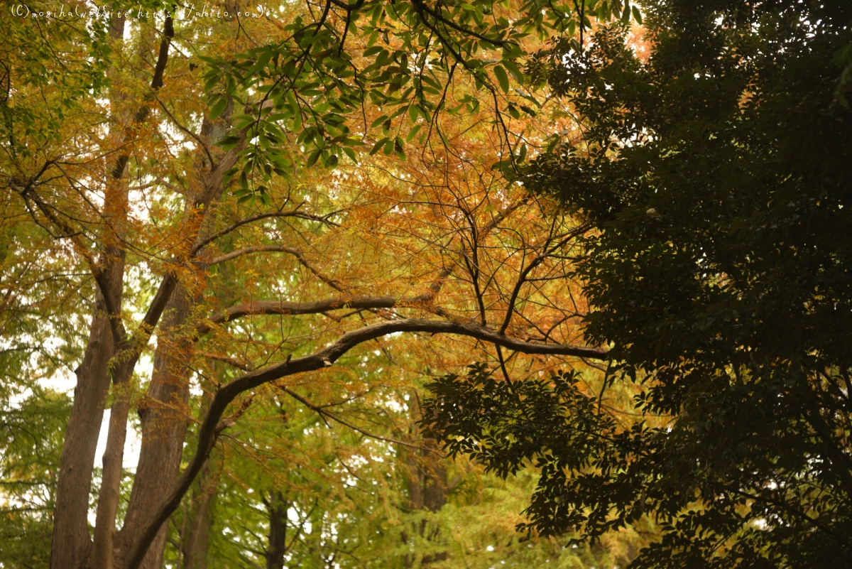 紅葉の森 - 12