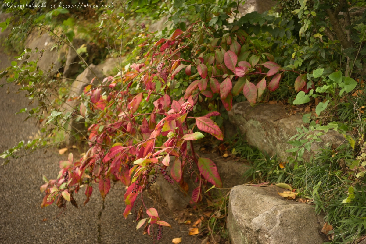 紅葉の森 - 17