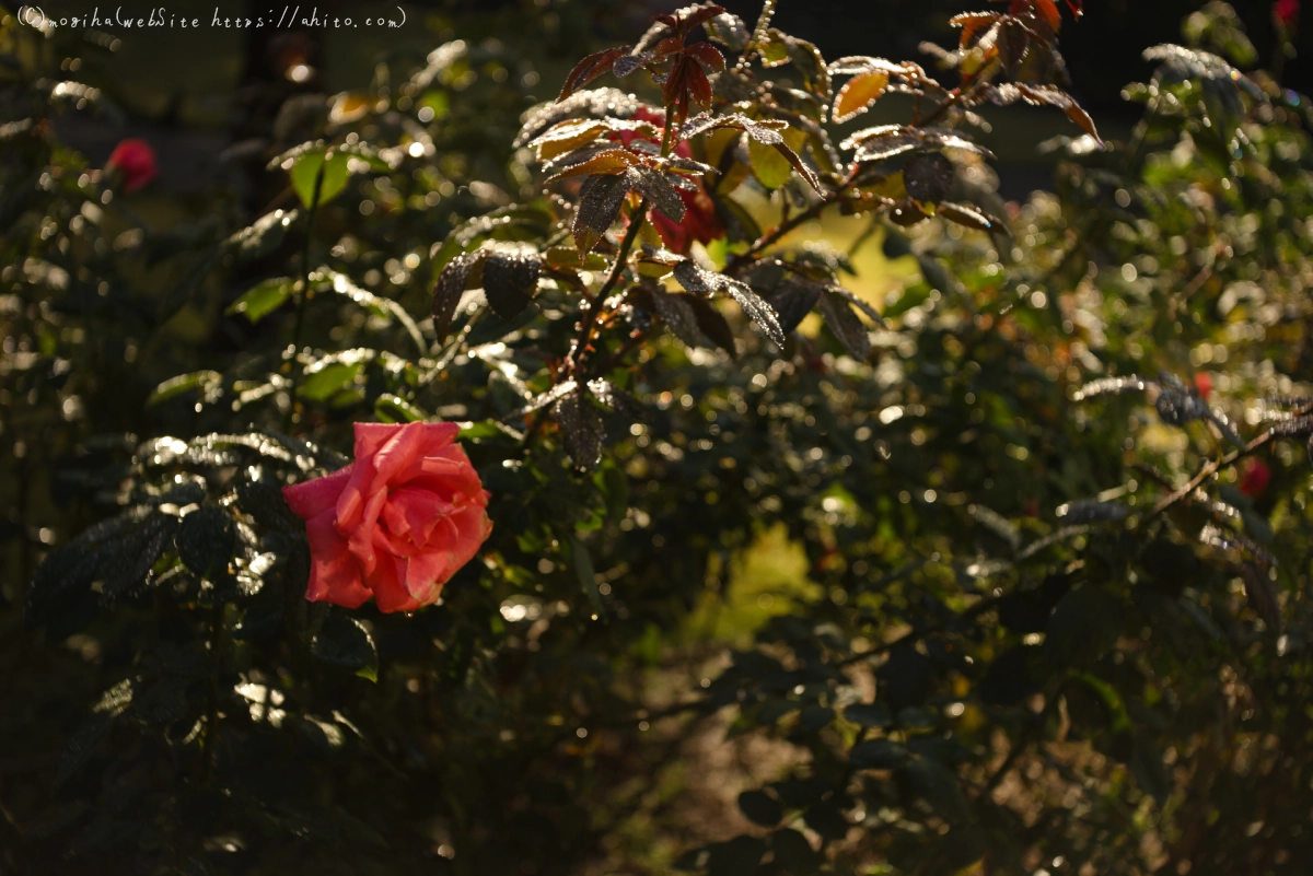 旧古河庭園の薔薇と朝露 - 01