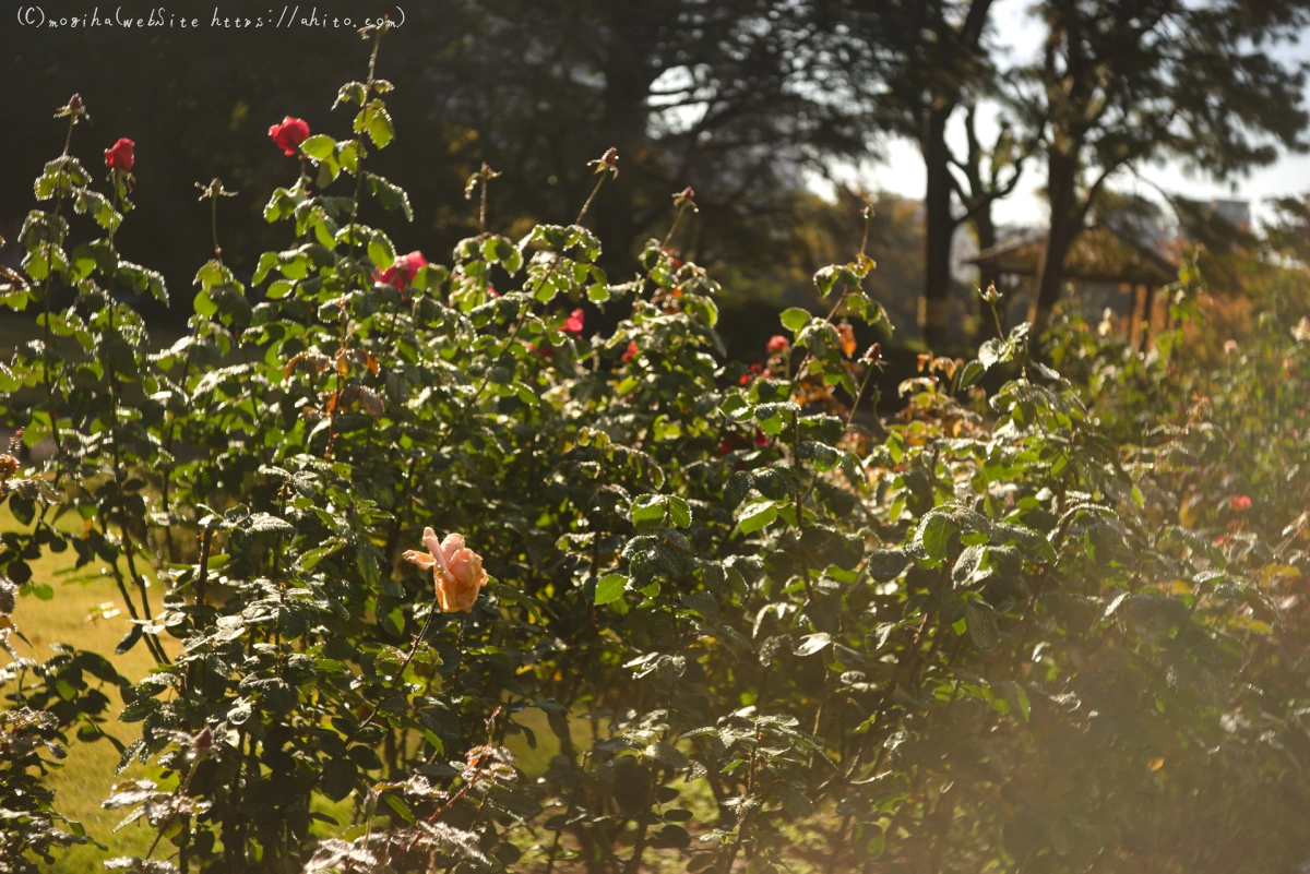 旧古河庭園の薔薇と朝露 - 02