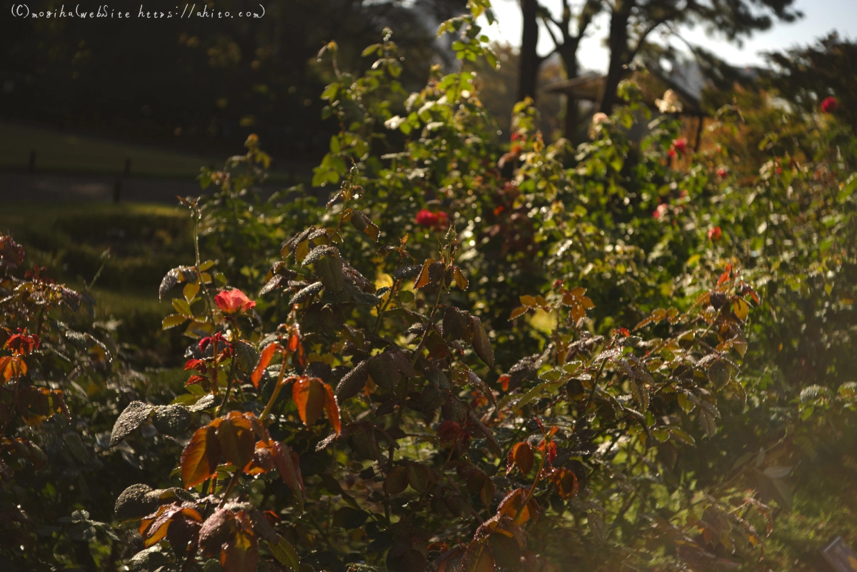 旧古河庭園の薔薇と朝露 - 03