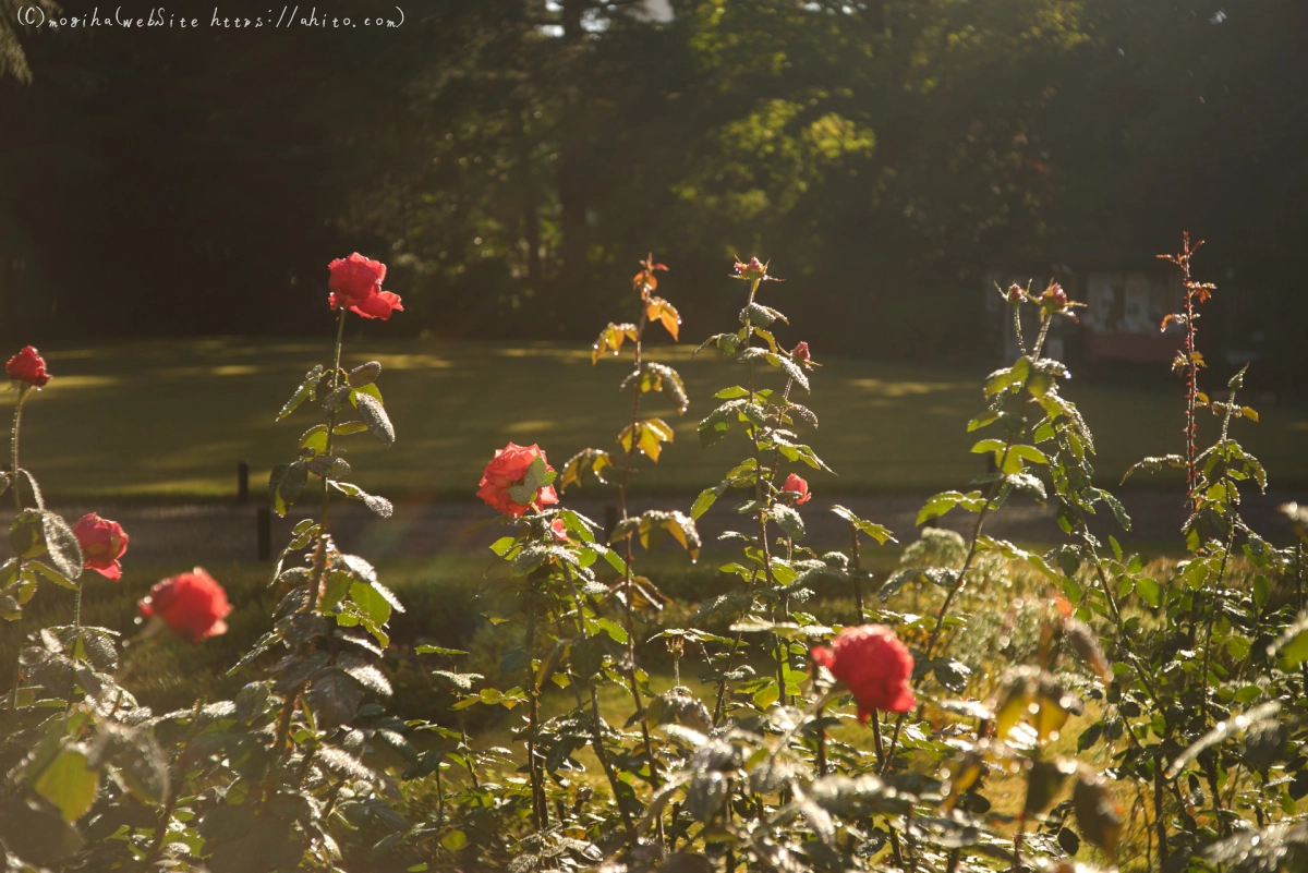 旧古河庭園の薔薇と朝露 - 04