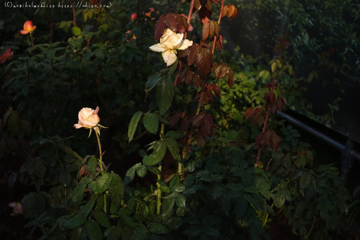 旧古河庭園の薔薇と朝露 - 05