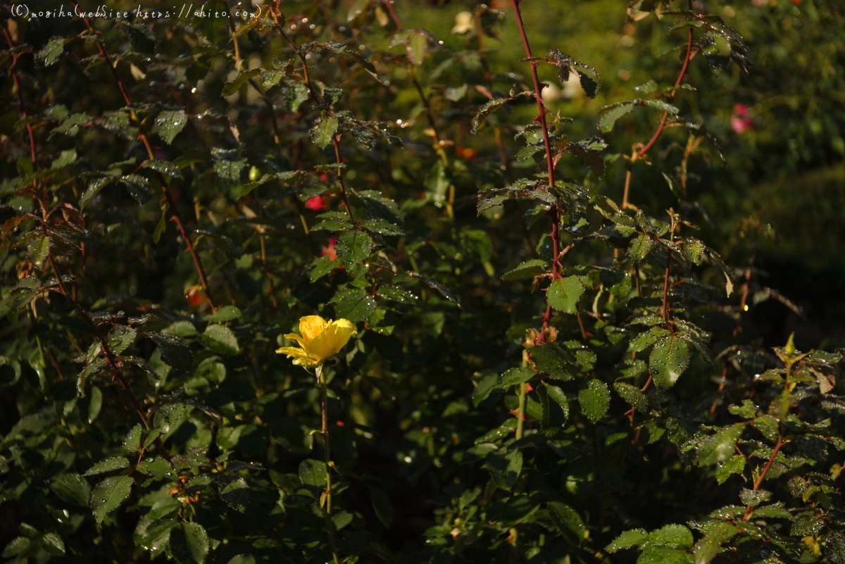 旧古河庭園の薔薇と朝露 - 06