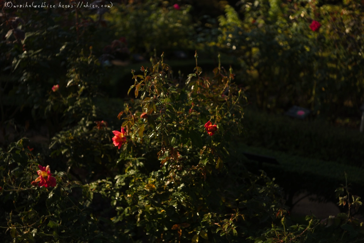 旧古河庭園の薔薇と朝露 - 07