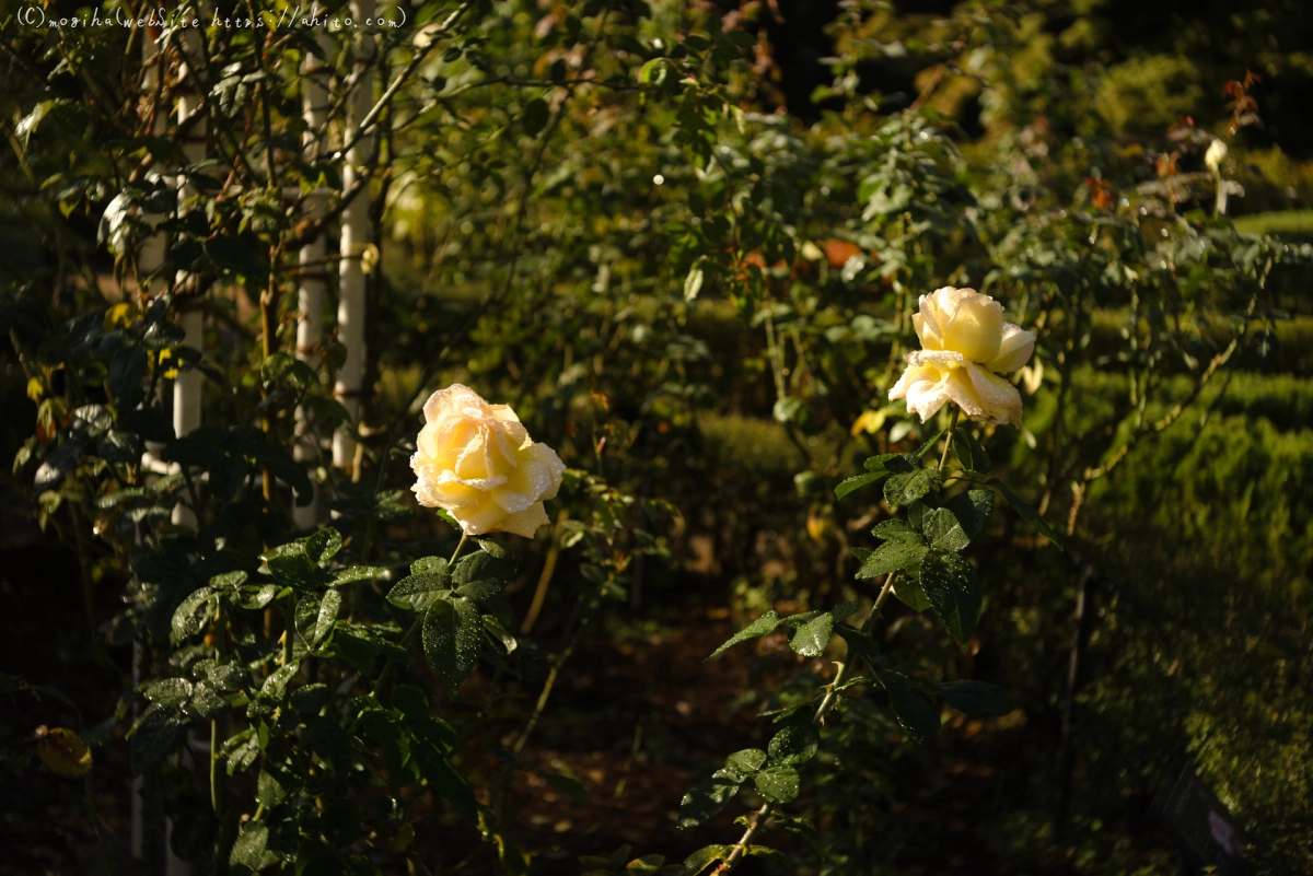 旧古河庭園の薔薇と朝露 - 08