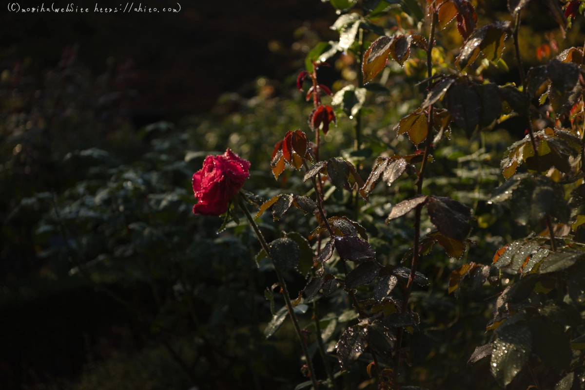 旧古河庭園の薔薇と朝露 - 09