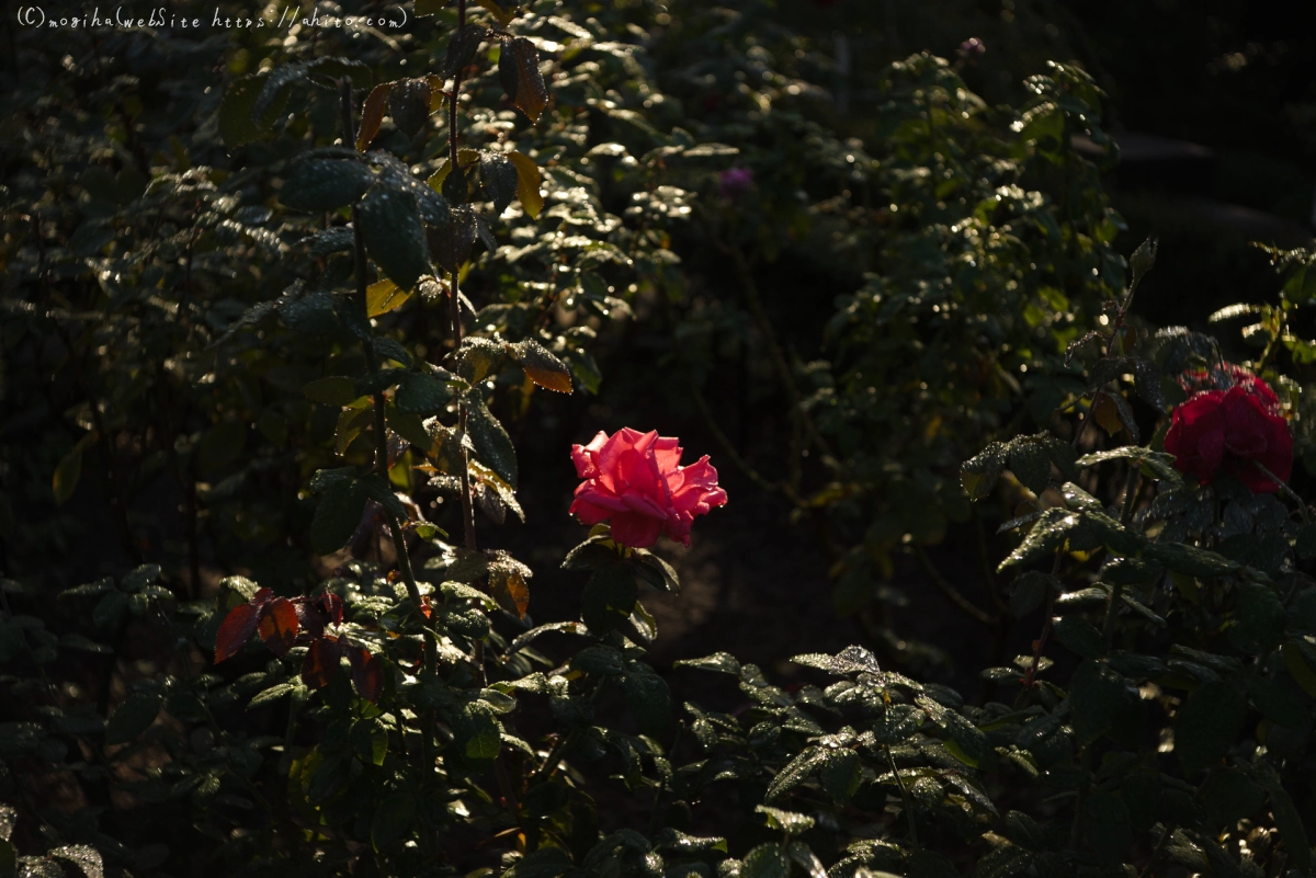 旧古河庭園の薔薇と朝露 - 10