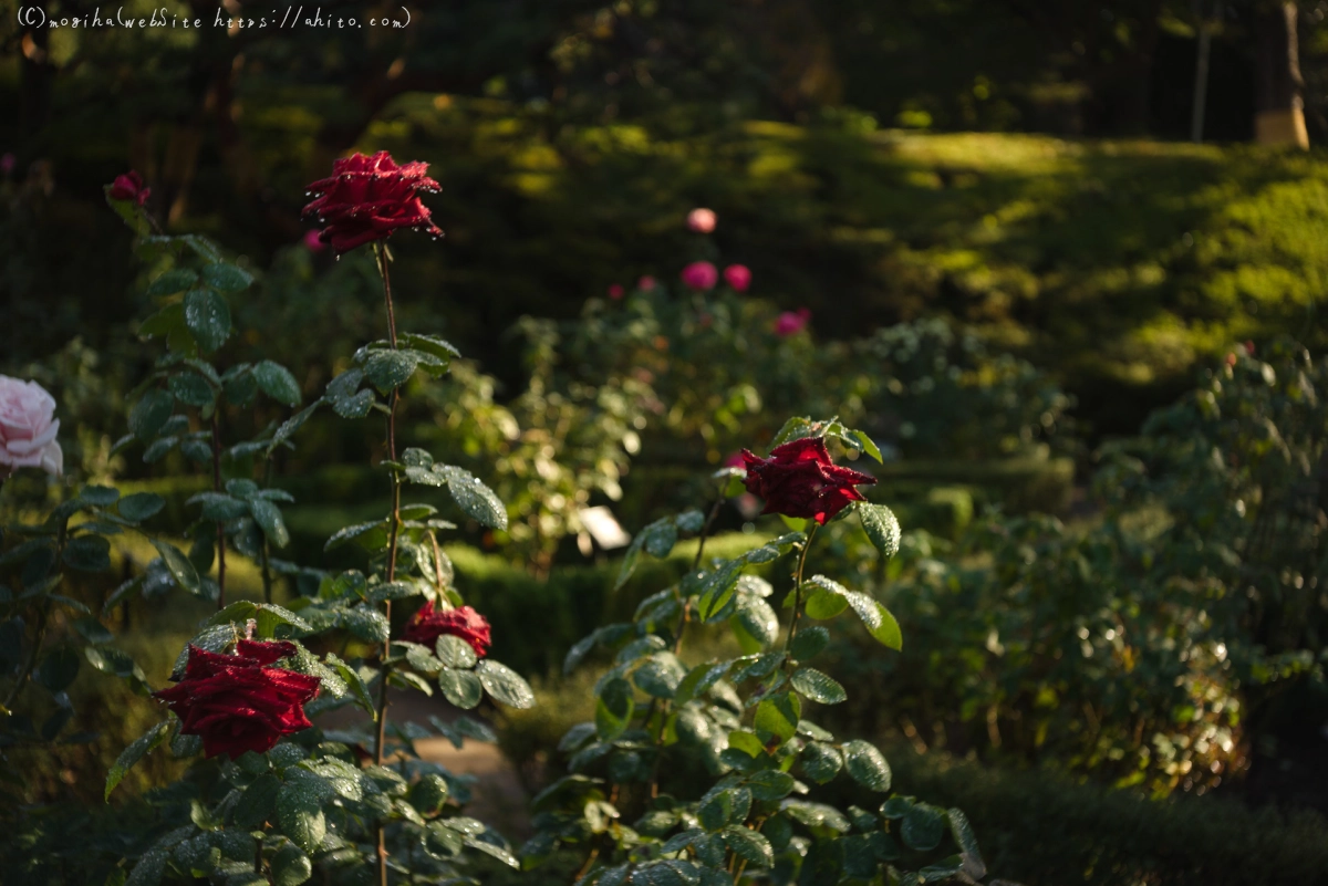 旧古河庭園の薔薇と朝露 - 11