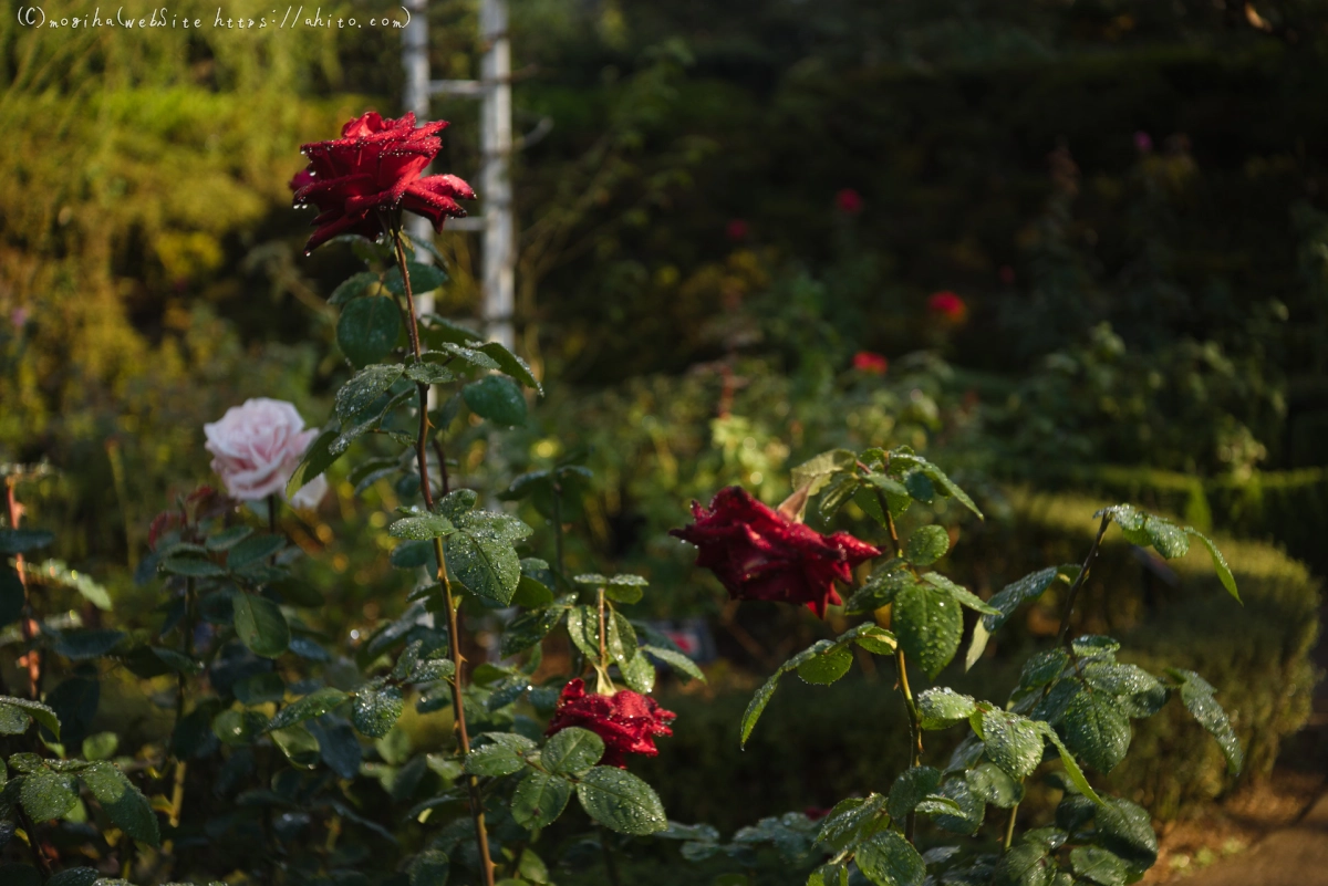 旧古河庭園の薔薇と朝露 - 12