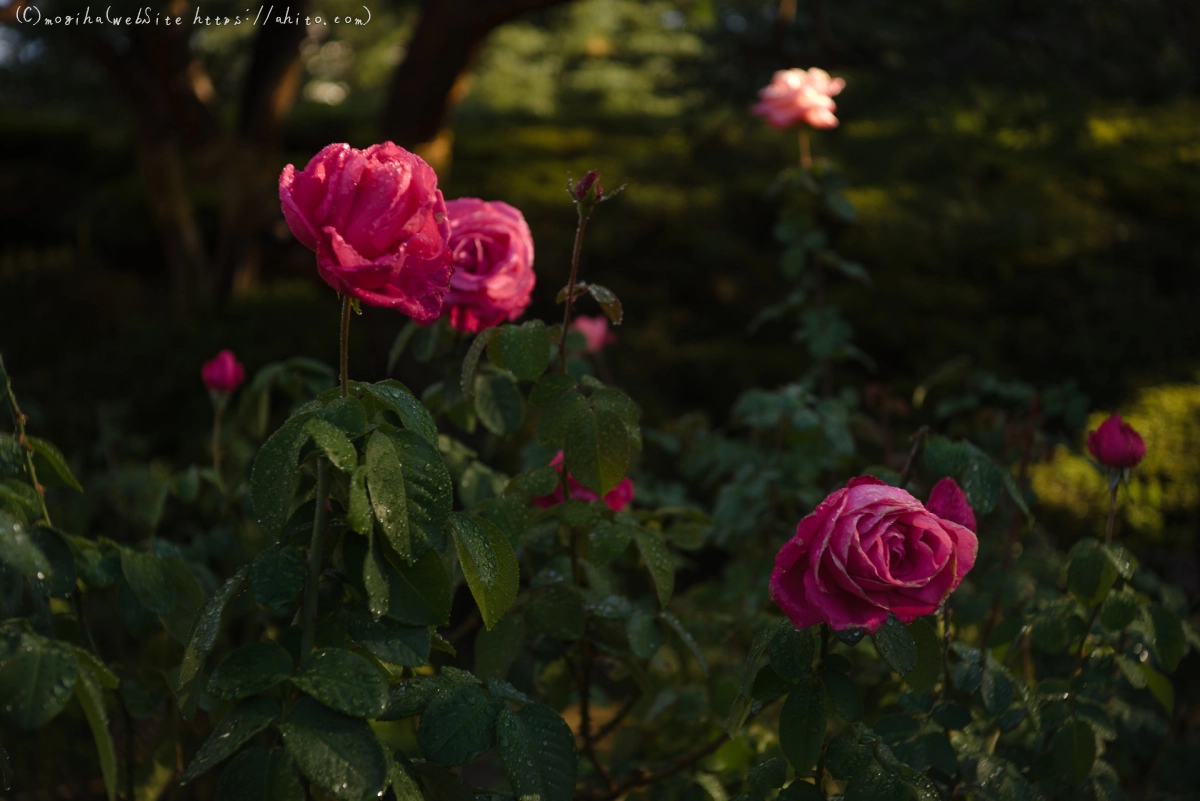 旧古河庭園の薔薇と朝露 - 13