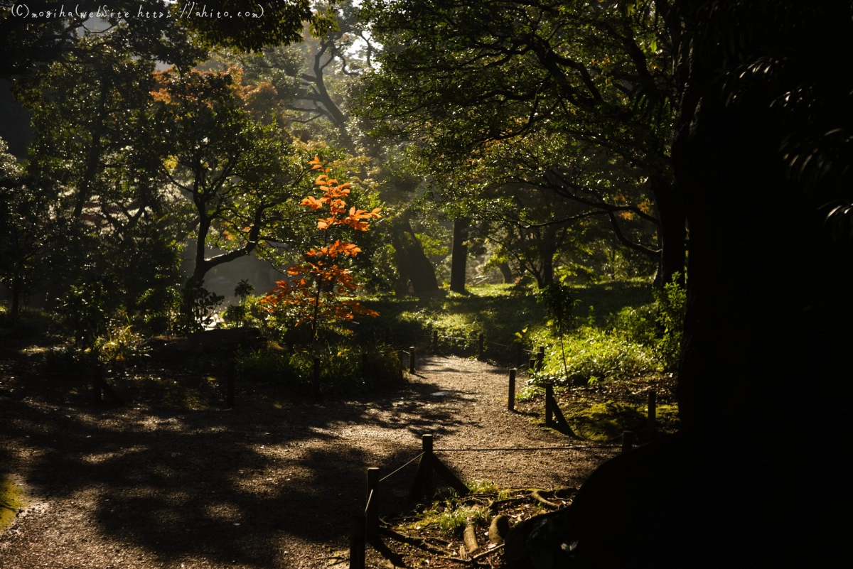 旧古河庭園の紅葉 - 01