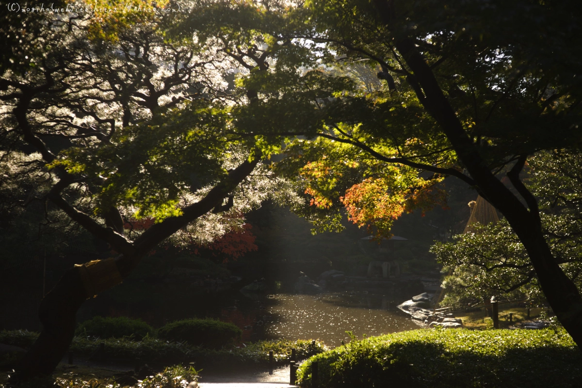 旧古河庭園の紅葉 - 02