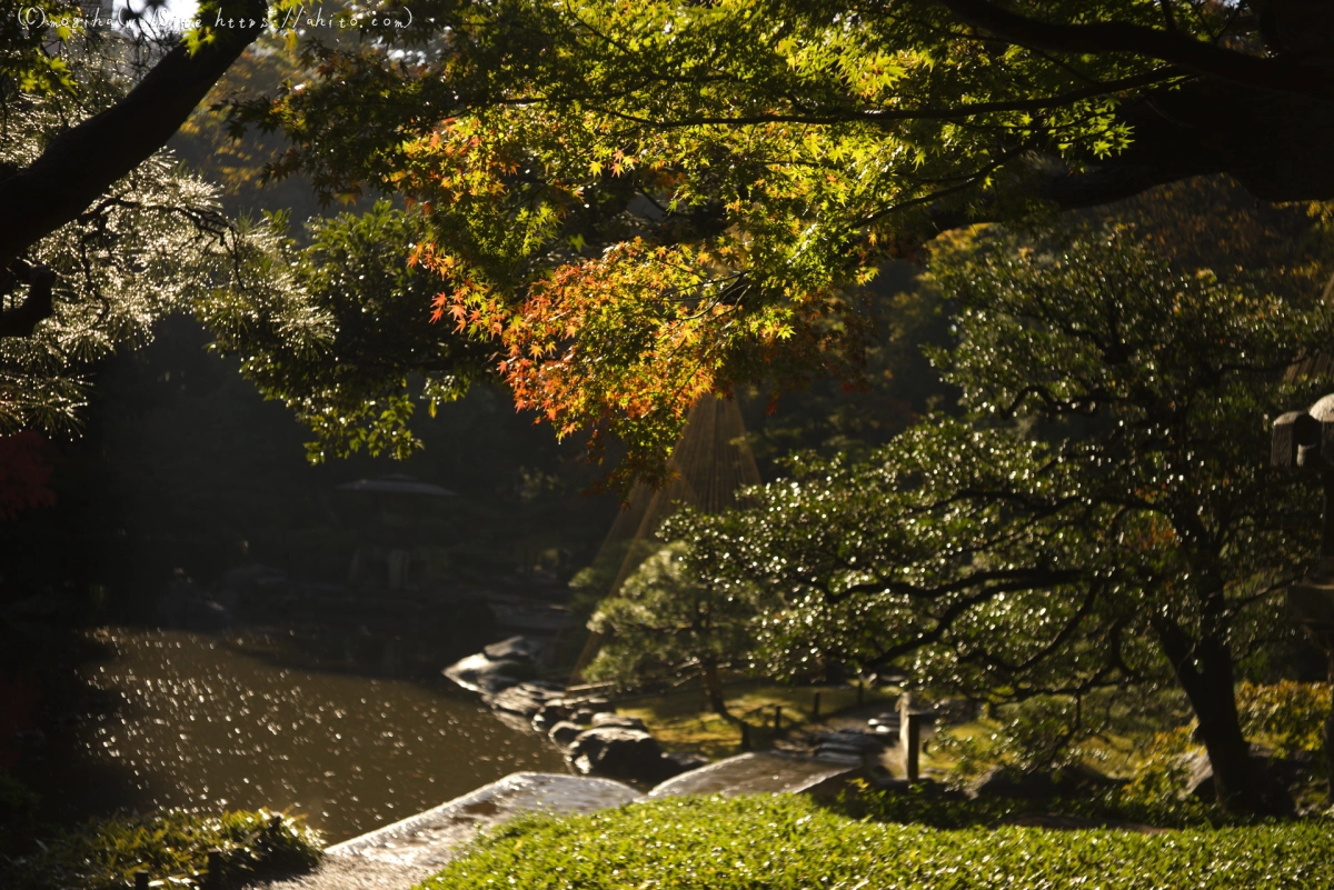 旧古河庭園の紅葉 - 03