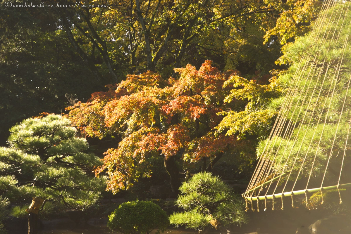 旧古河庭園の紅葉 - 06