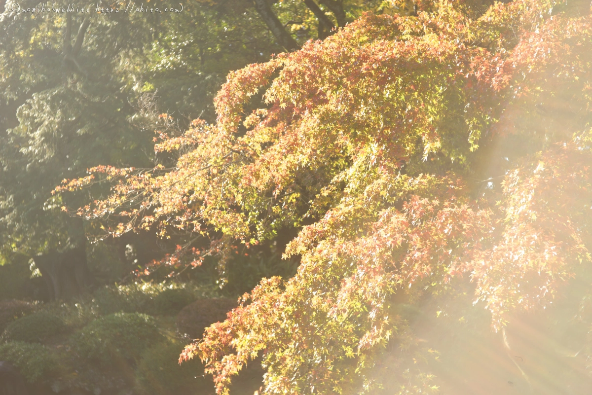 旧古河庭園の紅葉 - 07