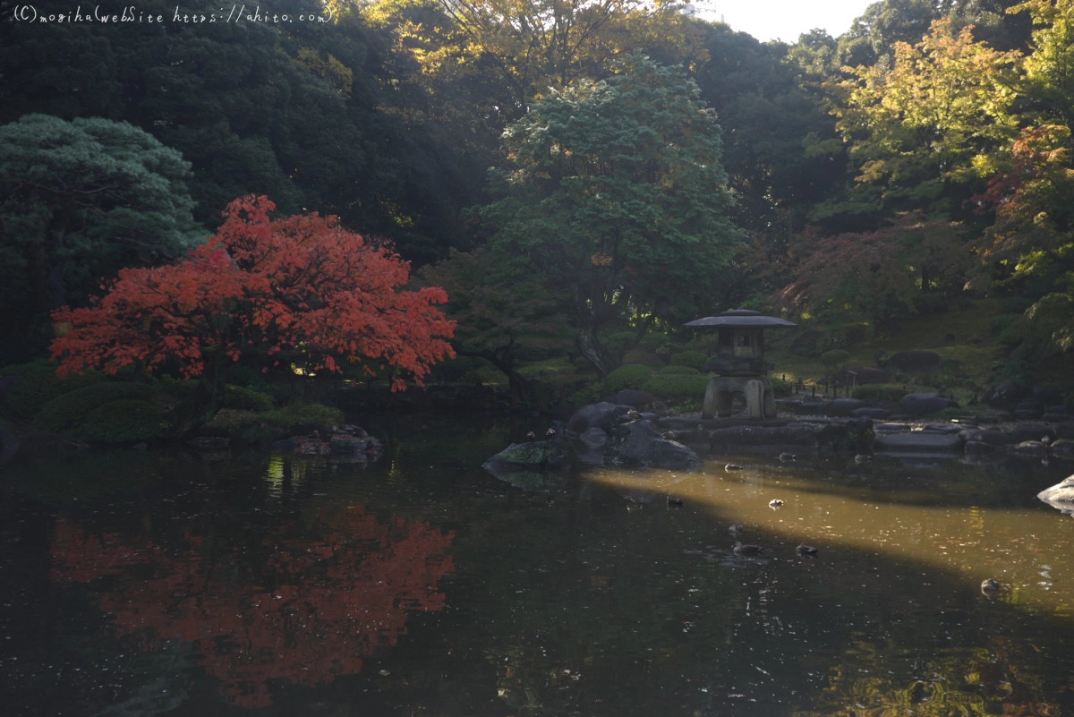 旧古河庭園の紅葉 - 08