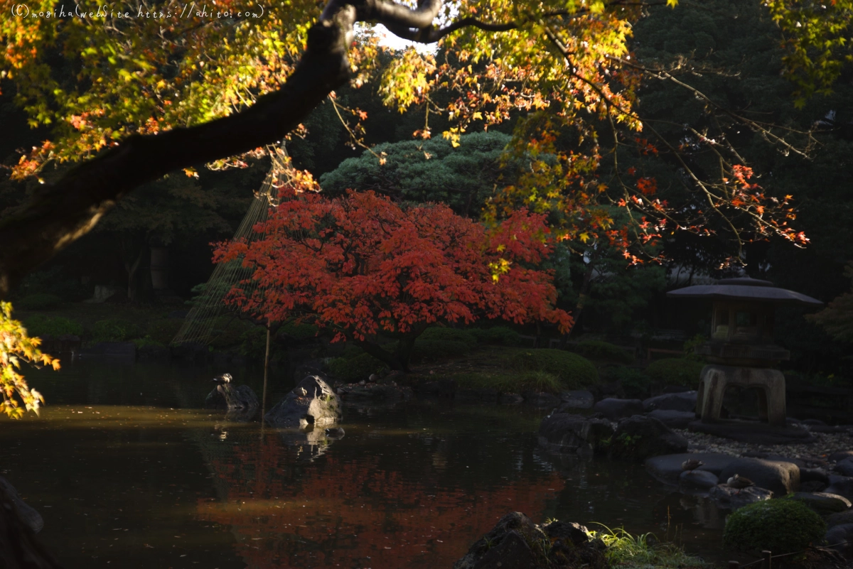 旧古河庭園の紅葉 - 09